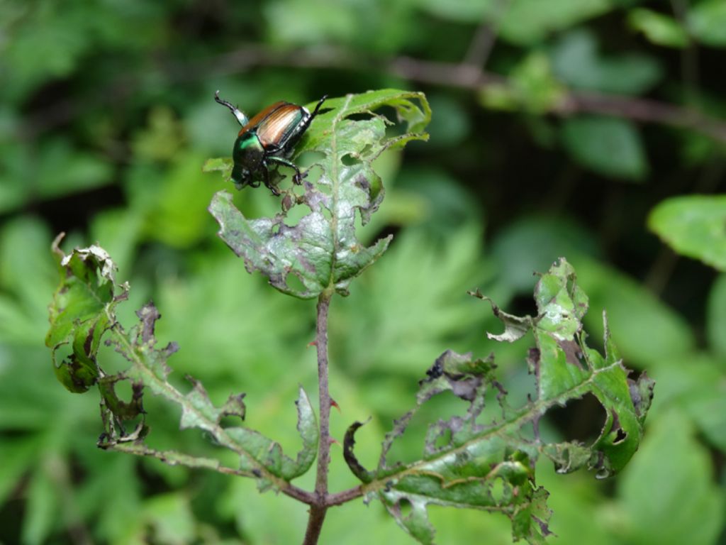 Popillia japonica, Rutelidae - nuovo alieno in Italia